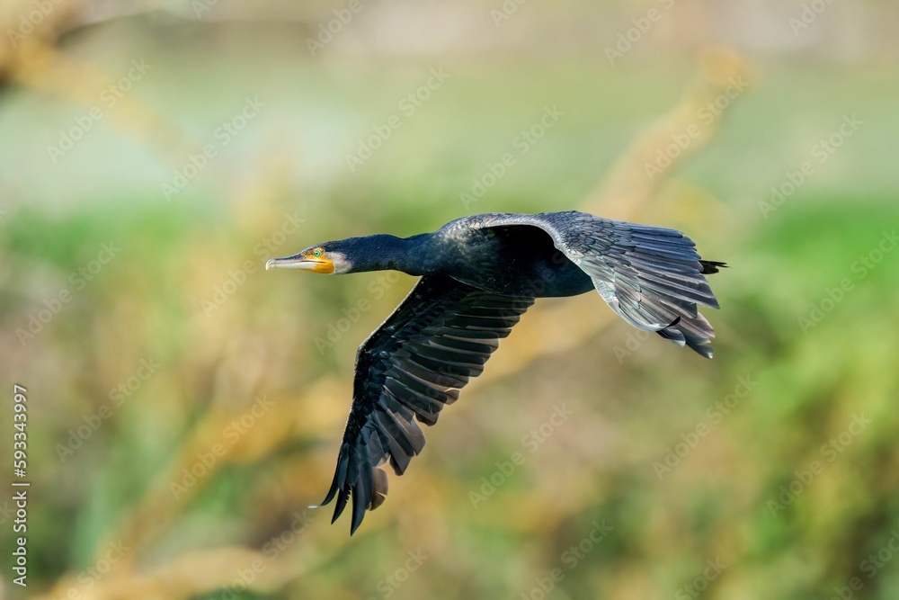 Fototapeta premium Closeup of a black cormorant in flight