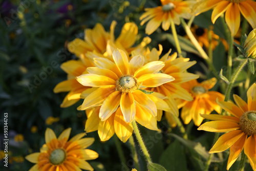 beautiful flower bed with bright golden yellow coneflower 