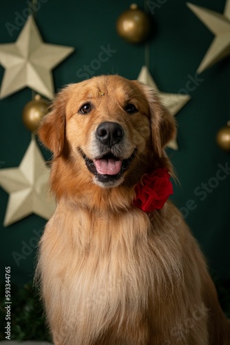 Close up of a fluffy Golden Retriever with a rose collar posing in front of a Christmas bulb wall