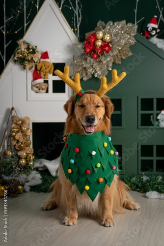 Fluffy Golden Retriever dressed in a Christmas tree costume posing in front of a festive toy house