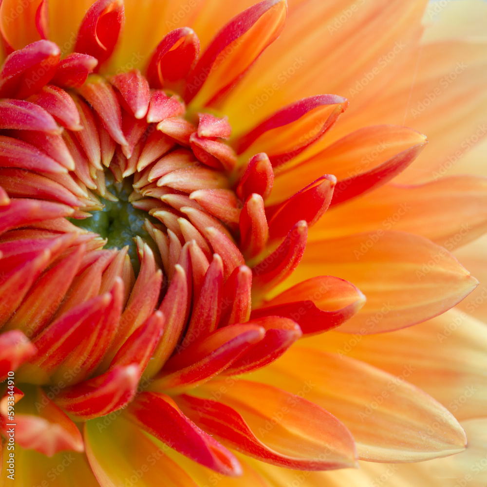 colorful detail of a dahlia blossom flower in pastel orange and red as a square colorful detail of a dahlia blossom flower in pastel orange and red as a square