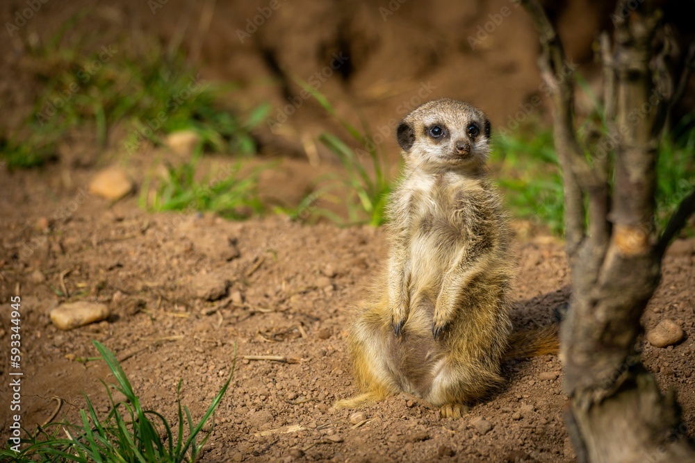 Closeup of a Meerkat sitting on top of a triangular stone Closeup of a Meerkat sitting on top of a triangular stone