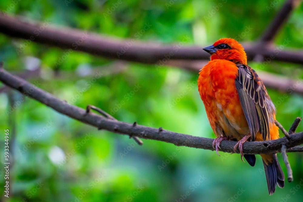 Fototapeta premium Shallow focus shot of a Fody bird perched on a tree branch