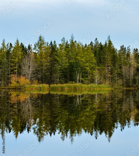 Bird sanctuary pond reflection