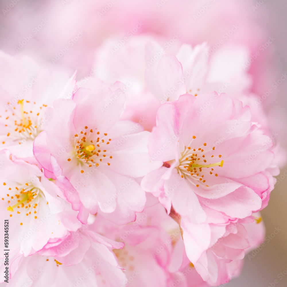 natural beauty of a branch full of wonderful, delicate, pink cherry blossoms natural beauty of a branch full of wonderful, delicate, pink cherry blossoms