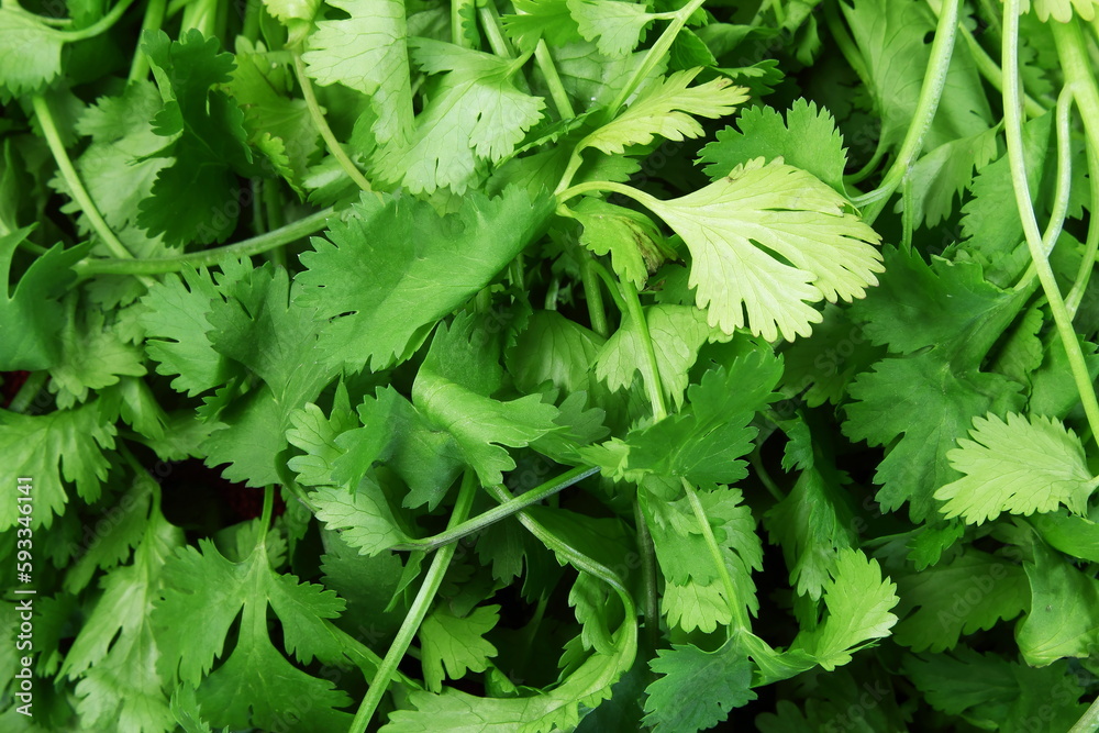 fresh green coriander or cilantro leaves as indian gujarati related food background fresh green coriander or cilantro leaves as indian gujarati related food background