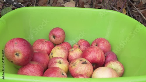 Close-up of red apples in green plastic bowl. Autumn harvest on a farm