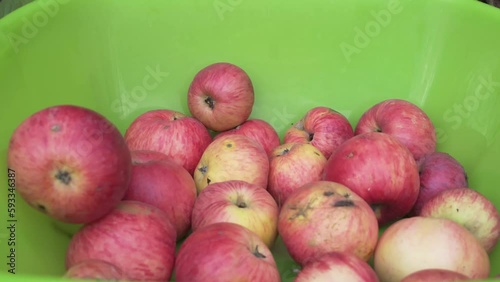 Close-up of red apples in green plastic bowl with human hand. Autumn harvest in country house