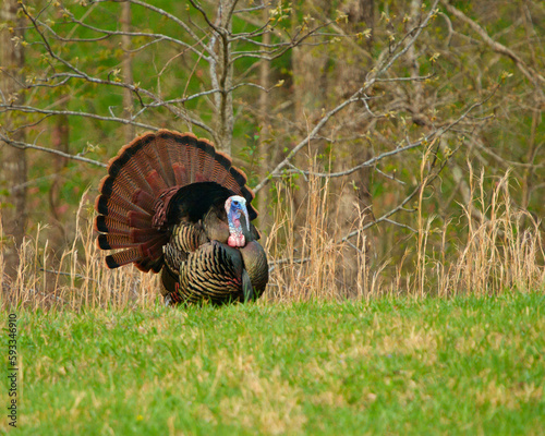 Male Wild Turkey showing off.