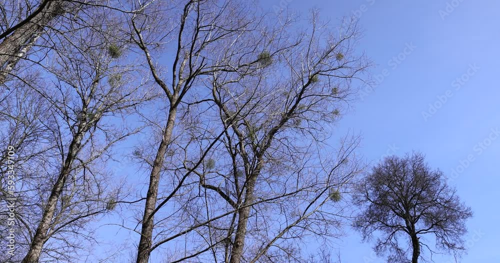 Branches of deciduous trees in the park in spring sunny weather, different types of trees in a mixed park in spring Branches of deciduous trees in the park in spring sunny weather, different types of trees in a mixed park in spring