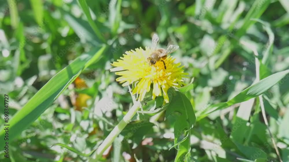 A bee on a dandelion close-up. A bee on a flower close-up. The count collects pollen.