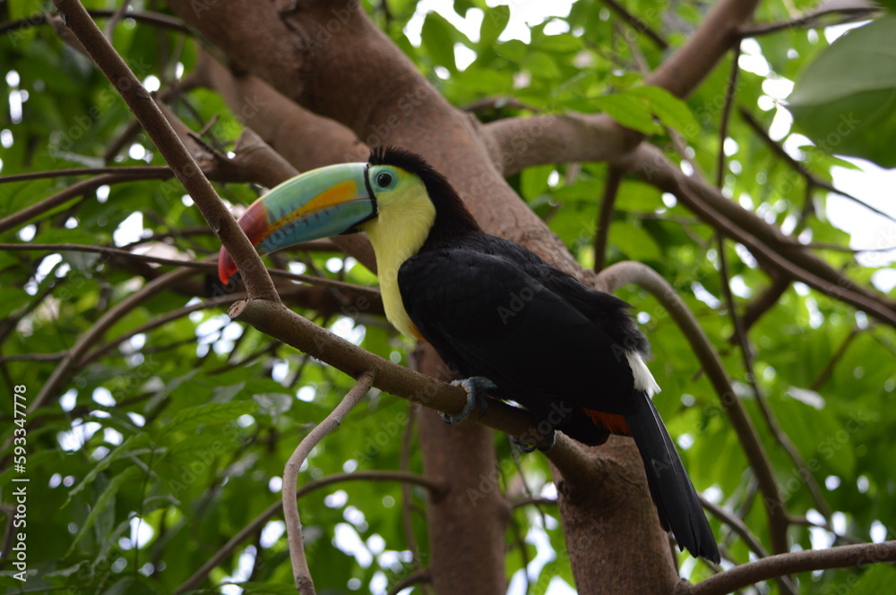 toucan on a tree