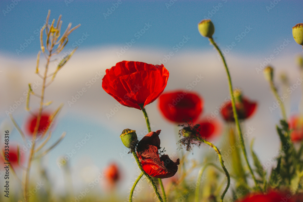 Obraz premium A lot of fresh red poppies blooming in a spring meadow against blue sky. Natural springtime landscape. Wild flowers blossom on a wind. Beautiful floral wallpaper. Summer flower blooming low angle view
