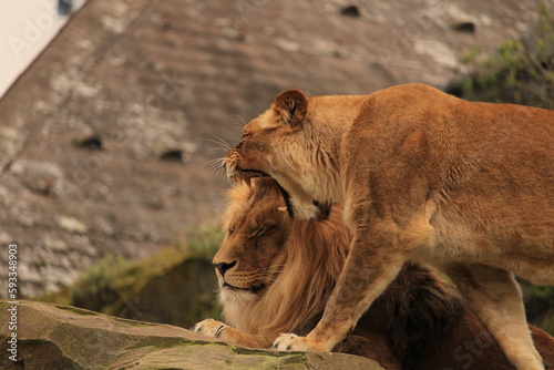Male and female lion are arguing