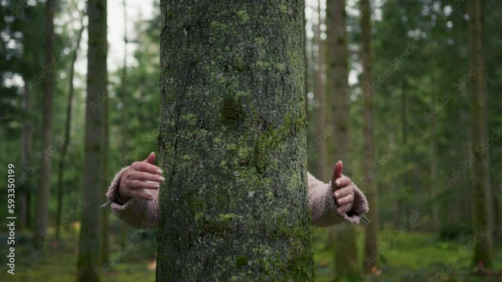A woman's hands embrace a large mossy tree trunk in the woods. Concept people and ecology. A woman's hands embrace a large mossy tree trunk in the woods. Concept people and ecology.