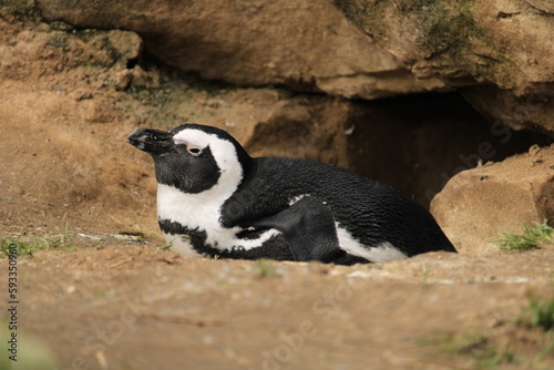 A relaxed penguin in the sun