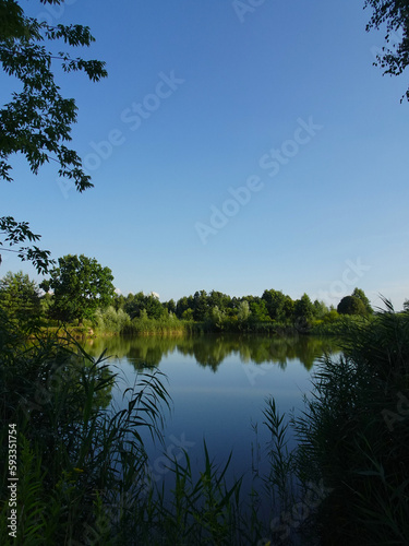 Reflections of trees and bushes in the surface of a calm lake on a sunny summer day near Kurów, Pulawy, Poland