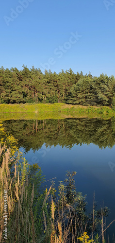 Reflections of trees and bushes in the surface of a calm lake on a sunny summer day near Kurów, Pulawy, Poland photo