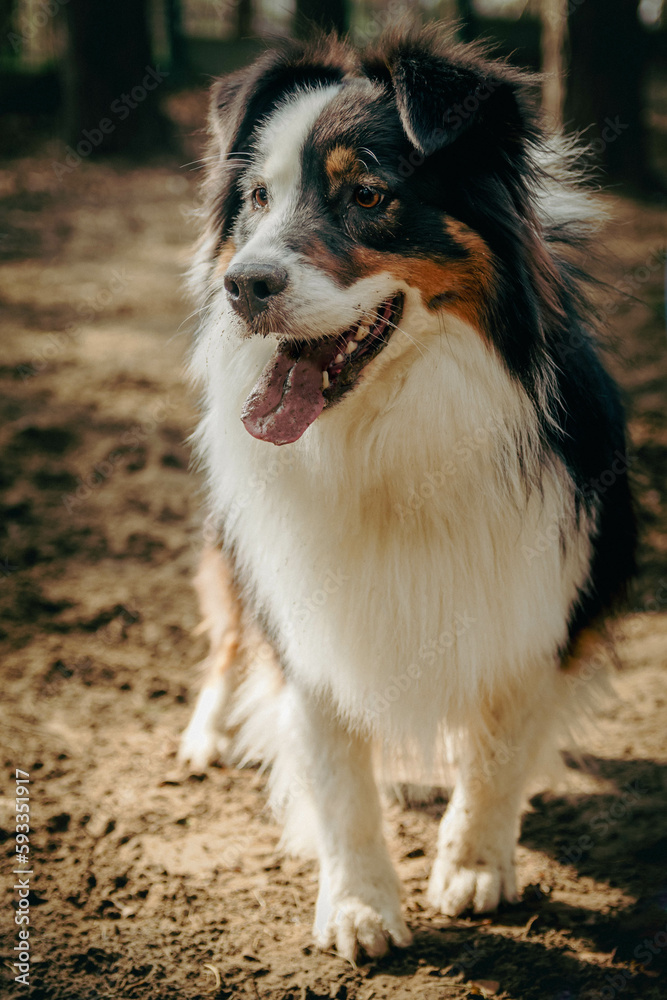 Portrait of Australian Shepherd in dogs park. Cute dog standing on a ground in the woods looking at his owner who is caring a toy. Animal waiting to throw the ball.