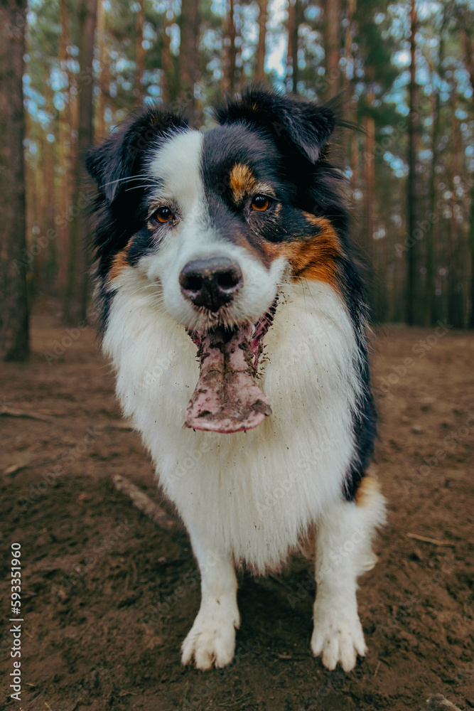 Portrait of Australian Shepherd in dogs park. Cute dog sitting on a ground in the woods looking at his owner who is caring a toy. Animal waiting to throw the ball.