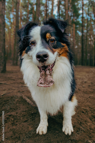 Portrait of Australian Shepherd in dogs park. Cute dog sitting on a ground in the woods looking at his owner who is caring a toy. Animal waiting to throw the ball.