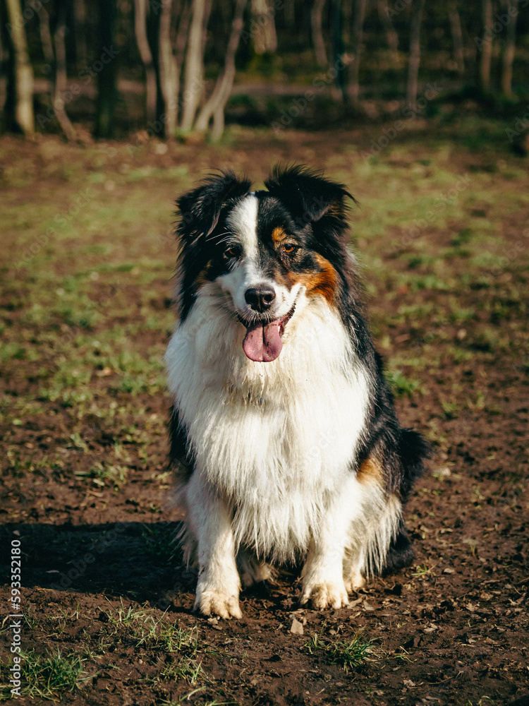 Portrait of Australian Shepherd in dogs park. Cute dog sitting on a ground in the woods looking at his owner who is caring a toy. Animal waiting to throw the ball.