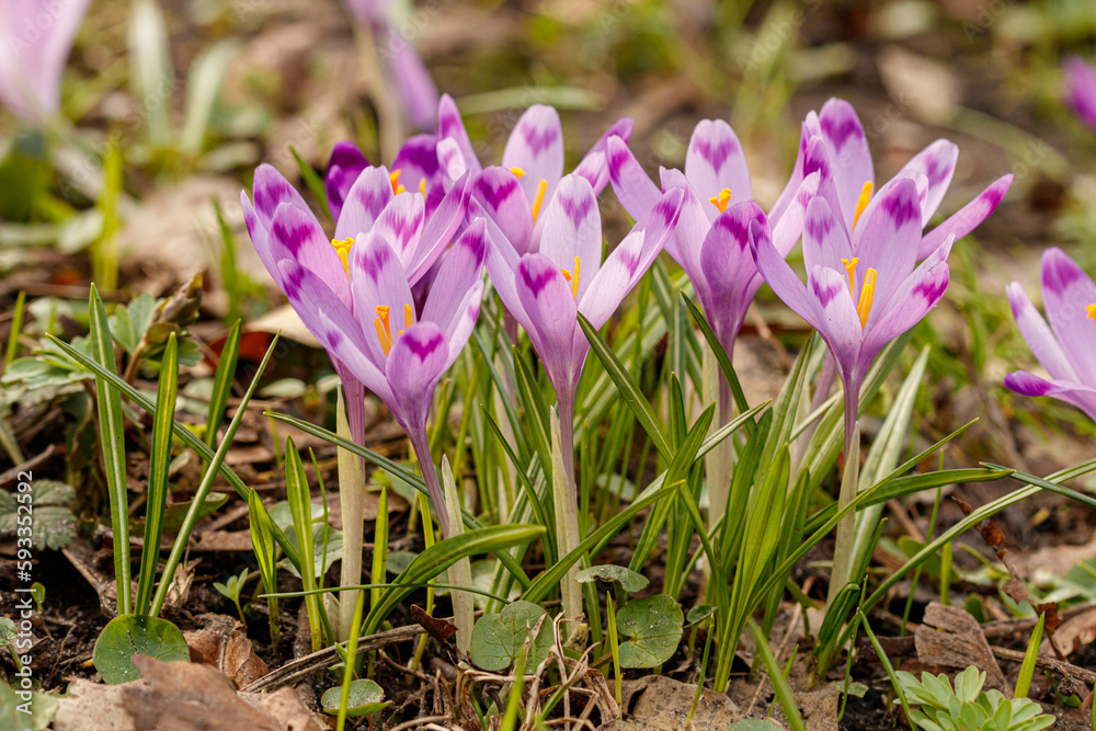Purple beautiful blooming crocuses in spring against the background of grass Purple beautiful blooming crocuses in spring against the background of grass