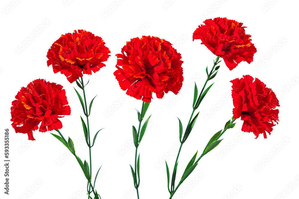 Red carnation. Plastic flowers. Lots of red artificial flower isolated on white