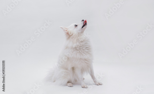 Portrait of a charming  white Pomeranian dog on a white background. Make room for the text. Wide-angle horizontal wallpaper or web banner.