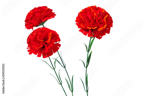 Red carnation. Plastic flowers. A lot of red artificial carnation flower isolated on white