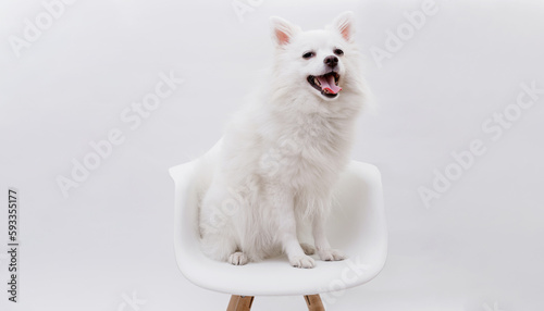 Portrait of a charming, white Pomeranian dog sitting on a chair. Gray background. Make room for the text. Wide-angle horizontal wallpaper or web banner.