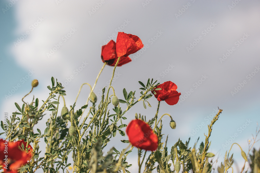 Obraz premium A lot of fresh red poppies blooming in a spring meadow against blue sky. Natural springtime landscape. Wild flowers blossom on a wind. Beautiful floral wallpaper. Summer flower blooming low angle view