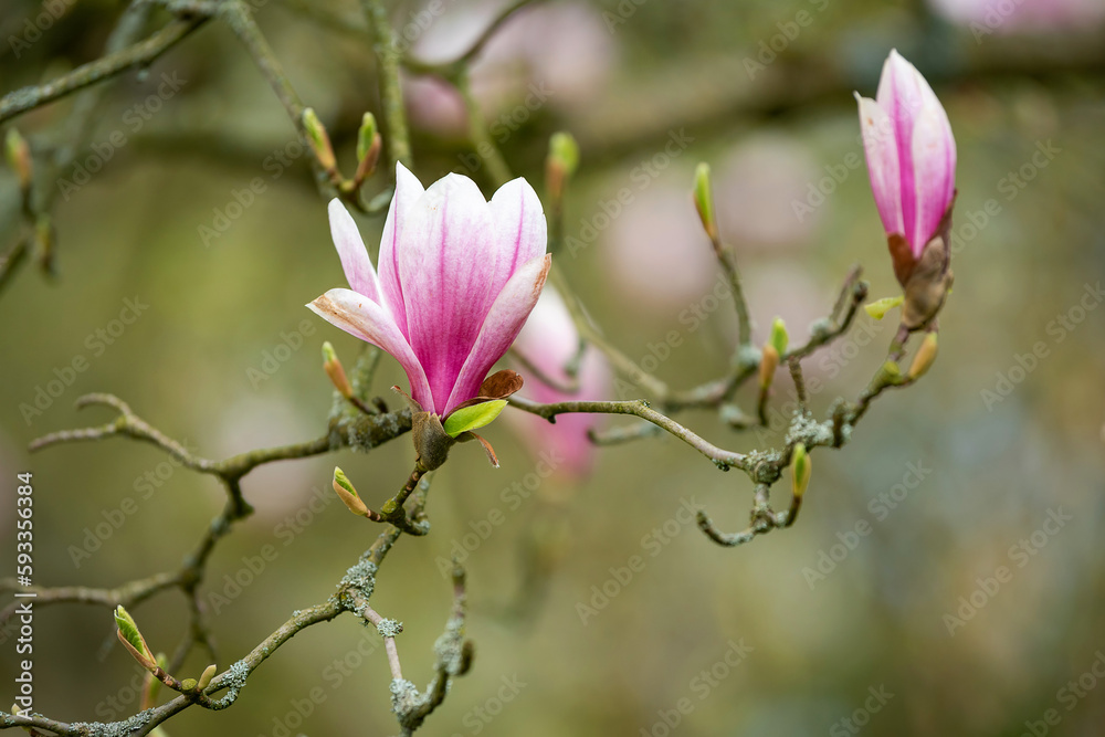 Blooming magnolia tree in the old spring park