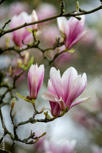 Blooming magnolia tree in the old spring park