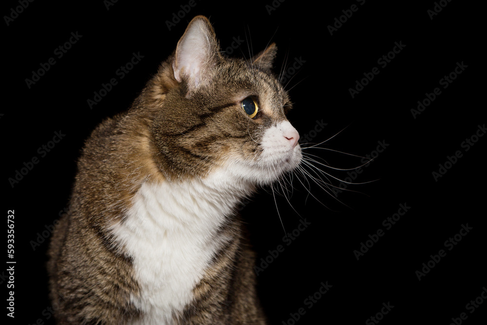 Portrait of a gray and striped cat, side view