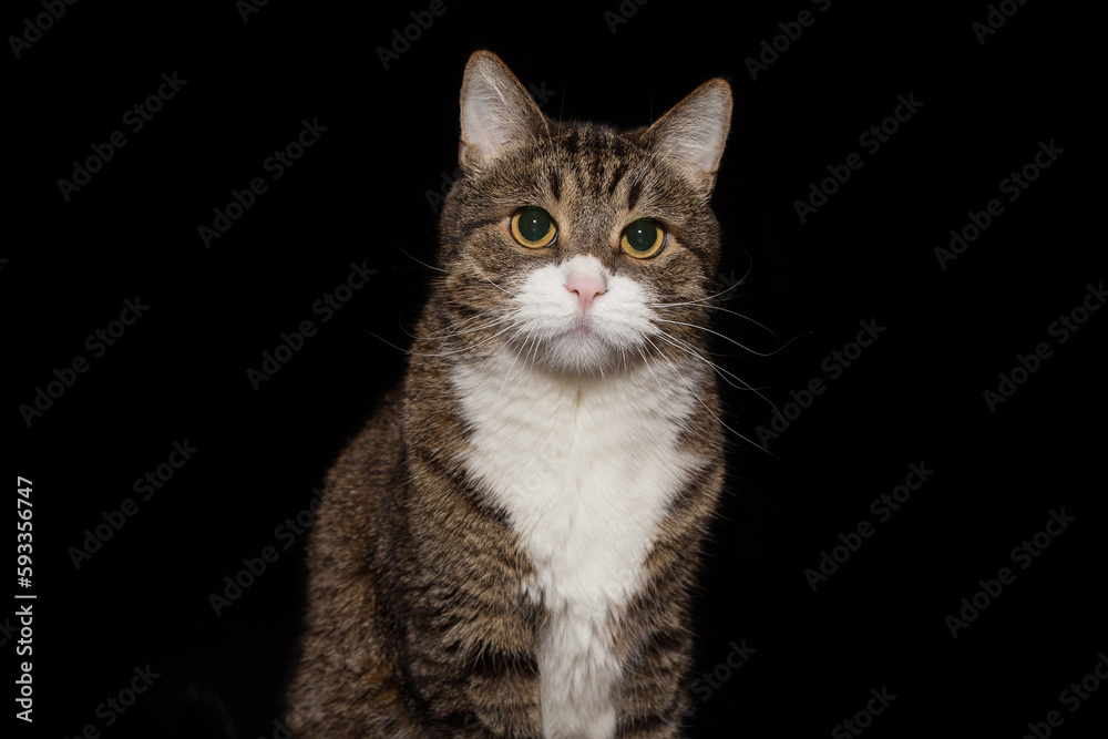 Portrait of a large gray cat