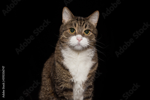 Portrait of a large gray cat © Okssi
