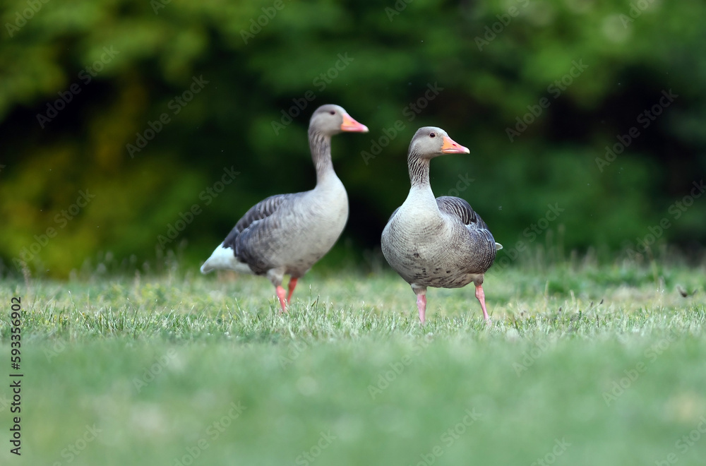 Greylag in the meadow on a sunny afternoon. Greylag in the meadow on a sunny afternoon.