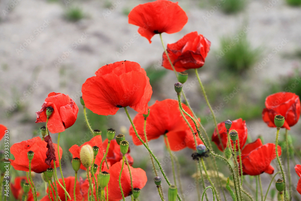 Obraz premium red poppy field