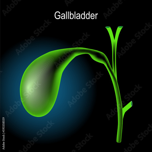 gallbladder on dark background. x-ray blue realistic.