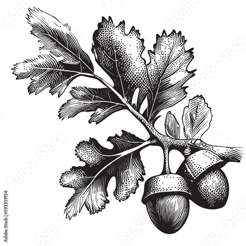 Acorns sketch hand drawn illustration in doodle style Oak tree