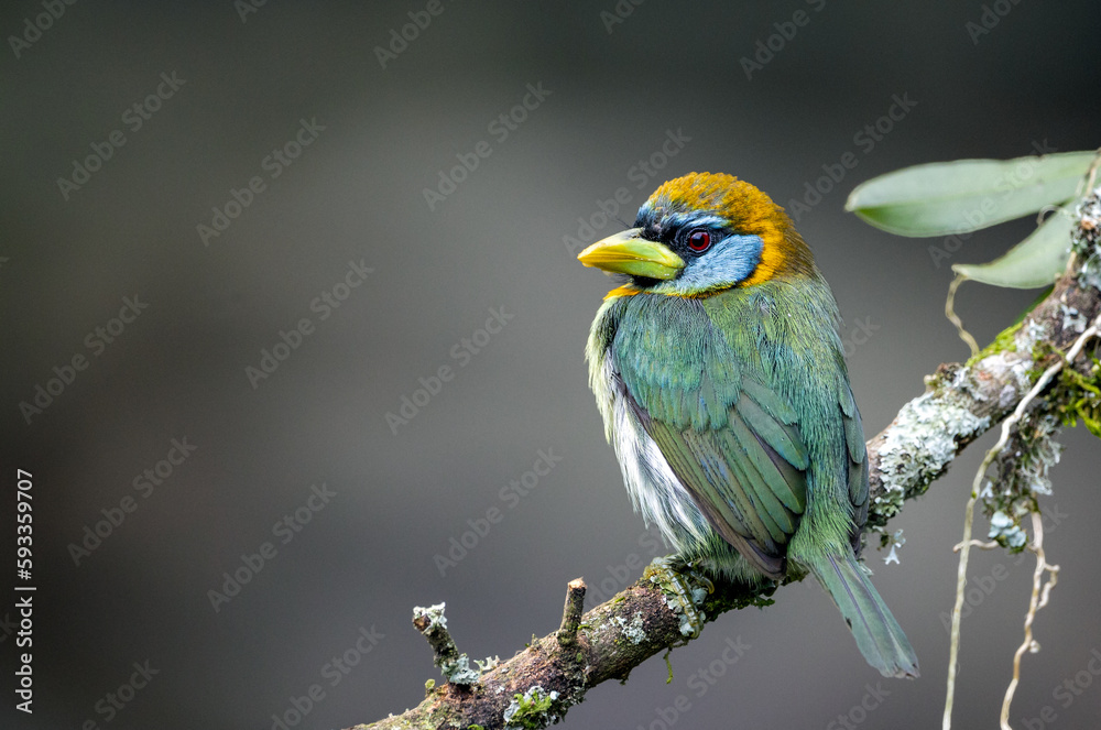 Obraz premium Torito Cabecirrojo - Eubucco Bourcierii - Red-headed Barbet