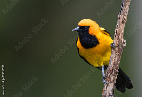 Cuadro en lienzo "This vibrant Orange-crowned Oriole, also known as Icterus auricapillus, is captured in stunning detail in this photograph