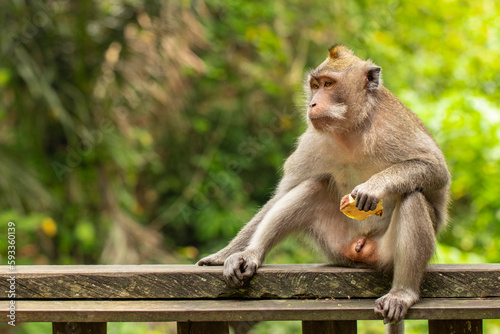 The crab-eating macaque (Macaca fascicularis), also known as the long-tailed macaque and referred to as the cynomolgus monkey in laboratories © KaanMika