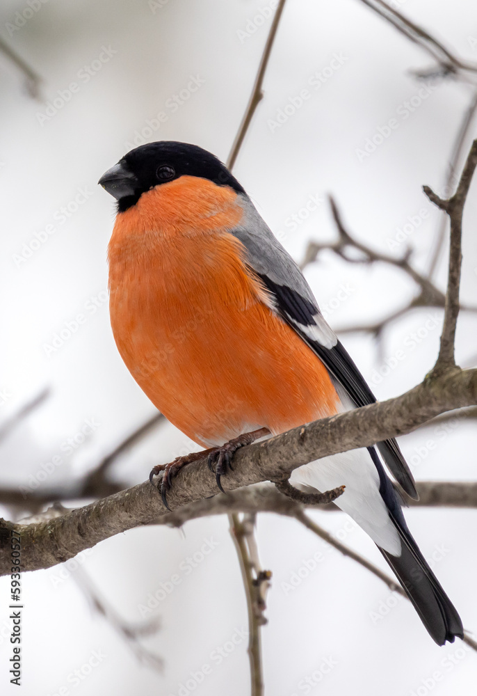 orange single bullfinch between branches orange single bullfinch between branches