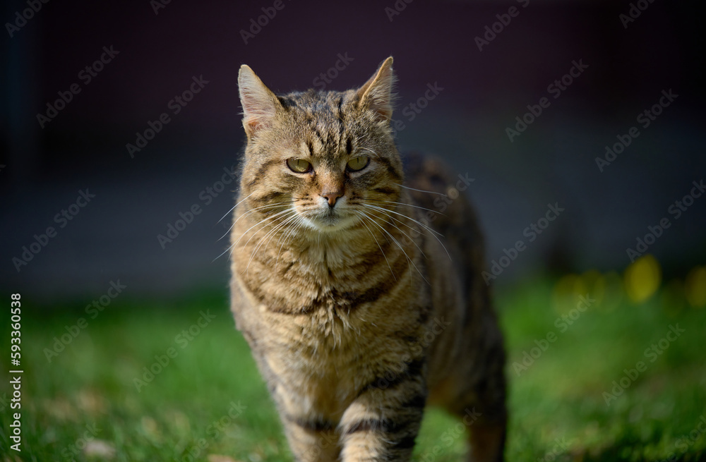 An adult street cat is relaxing in nature on a sunny day