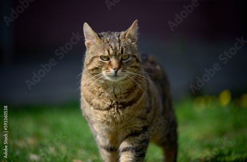 An adult street cat is relaxing in nature on a sunny day