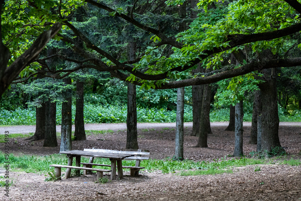 bench in the forest bench in the forest
