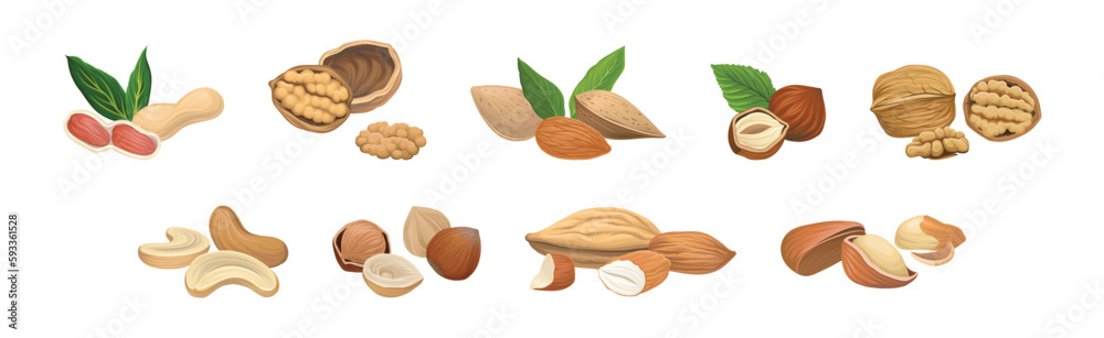 Nuts as Dry Edible Seeds with High Fat Content Vector Set Nuts as Dry Edible Seeds with High Fat Content Vector Set