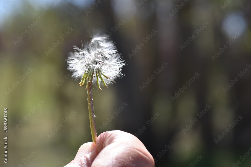 Fototapeta premium Hand holding a dandelion seed ball. Make a wish!